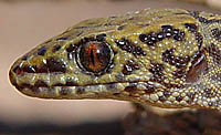 Bezy's Night Lizard (Xantusia bezyi) Arizona