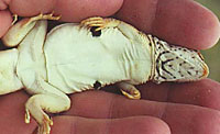 Uma scoparia (Mohave Fringe-toed Lizard) Arizona