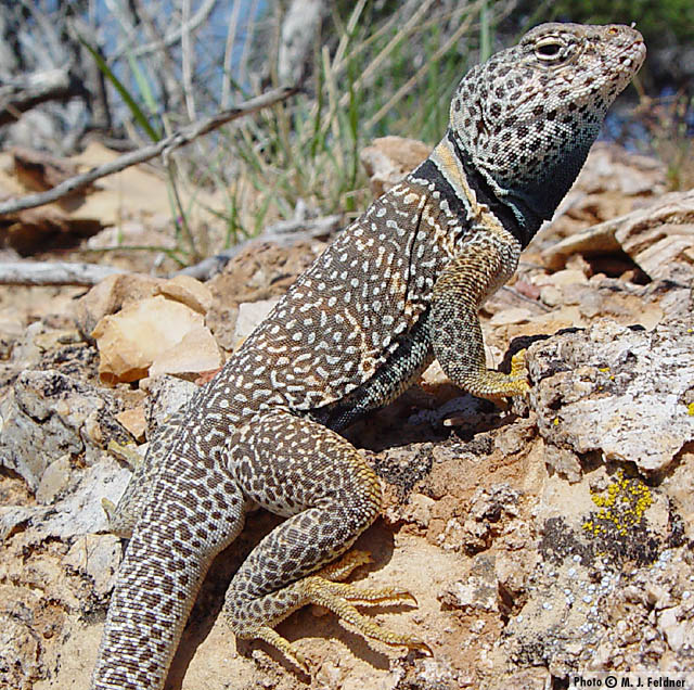 Great Basin Collared Lizard (Crotaphytus bicinctores) Arizona