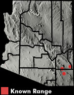 Arizona Striped Whiptail (Aspidoscelis arizonae) Arizona Range Map