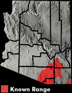 Canyon Spotted Whiptail (Aspidoscelis burti) Arizona Range Map