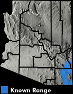 Green Toad (Anaxyrus debilis) Arizona Range Map