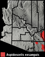 Chihuahuan Spotted Whiptail (Aspidoscelis exsanguis) Arizona Range Map