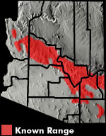 Gila Spotted Whiptail (Aspidoscelis flagellicauda) Arizona Range Map