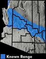 Arizona Toad (Anaxyrus microscaphus) Arizona Range Map