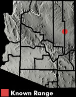 New Mexico Whiptail (Aspidoscelis neomexicana) Arizona Range Map
