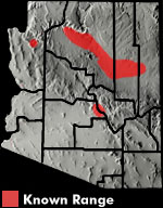 Pai Striped Whiptail (Aspidoscelis pai) Arizona Range Map