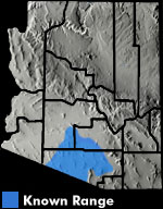 Sonoran Green Toad (Anaxyrus retiformis) Arizona Range Map