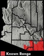 Sonoran Spotted Whiptail (Aspidoscelis sonorae) Arizona Range Map