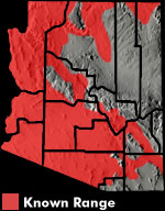 Tiger Whiptail (Aspidoscelis tigris) Arizona Range Map