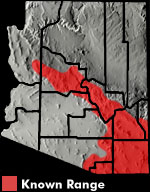 Desert Grassland Whiptail (Aspidoscelis uniparens) Arizona Range Map