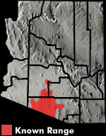 Red-backed Whiptail (Aspidoscelis xanthonota) Arizona Range Map