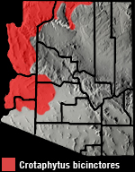 Great Basin Collared Lizard (Crotaphytus bicinctores) Arizona Range Map