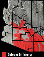 Sonoran Whipsnake (Coluber bilineatus) Range Map Arizona