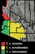 Sidewinder (Crotalus cerastes) Arizona Range map