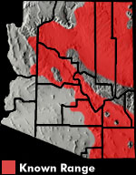 Eastern Collared Lizard (Crotaphytus collaris) Arizona Range Map