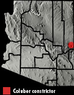 North American Racer (Coluber constrictor) Arizona Range Map