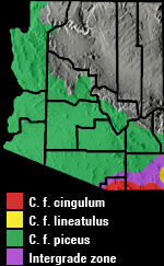 Coachwhip (Coluber flagellum) Arizona Range Map