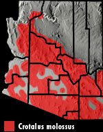 Black-tailed Rattlesnake (Crotalus molossus) Arizona Range Map