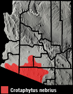 Sonoran Collared Lizard (Crotaphytus nebrius) Arizona range map