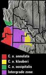 Western Shovel-nosed Snake (Chionactis occipitalis) Range Map Arizona