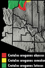 Western Rattlesnake (Crotalus oreganus) Arizona Range Map