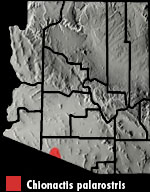 Sonoran Shovel-nosed Snake (Chionactis palarostris) Range Map Arizona