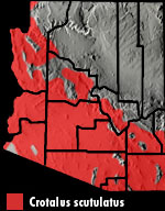 Mohave Rattlesnake (Crotalus scutulatus) Arizona Range Map