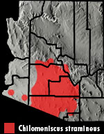 Variable Sandsnake (Chilomeniscus stramineus) Range Map Arizona