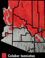 Striped Whipsnake (Coluber taeniatus) Arizona Range Map