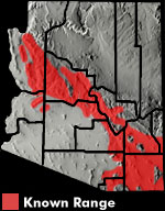 Greater Earless Lizard (Cophosaurus texanus) Arizona Range Map