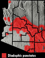 Ring-necked Snake (Diadophis punctatus) Arizona Range Map