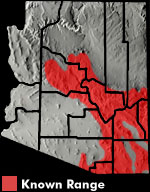 Madrean Alligator Lizard (Elgaia kingii) Arizona Range Map