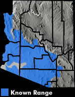 Sonoran Desert Tortoise (Gopherus morafkai) Arizona Range Map