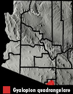 Thornscrub Hook-nosed Snake (Gyalopion quadrangulare) Arizona Range Map