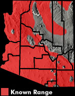 Long-nosed Leopard Lizard (Gambelia wislizenii) Arizona Range Map