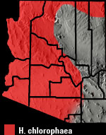 Desert Nightsnake (Hypsiglena chlorophaea) Arizona Range Map