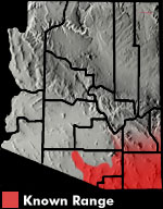 Elegant Earless Lizard (Holbrookia elegans) Arizona Range Map