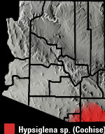 Hooded Nightsnake (Hypsiglena sp.) Arizona Range Map