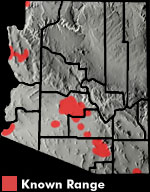Mediterranean Gecko (Hemidactylus turcicus) Arizona Range Map