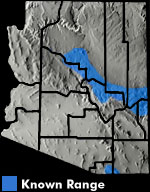 Arizona Treefrog (Hyla wrightorum) Arizona Range Map