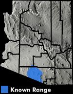 Arizona Mud Turtle (Kinosternon arizonense) Arizona Range Map