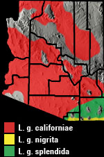COMMON KINGSNAKE (Lampropeltis getula) Arizona Range Map