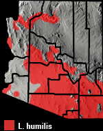 Western Threadsnake (Leptotyphlops humilis) Arizona Range Map