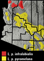 Sonoran Mountain Kingsnake (Lampropeltis pyromelana) Arizona Range Map