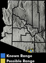 Tarahumara Frog (Lithobates tarahumarae) Arizona Range Map