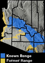 Lowland Leopard Frog (Lithobates yavapaiensis) Arizona Range Map