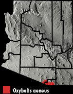 Brown Vinesnake (Oxybelis aeneus) Arizona Range Map