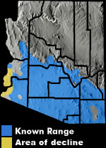 Sonoran Desert Toad (Incilius alvarius) Arizona Range Map