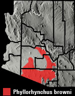Saddled Leaf-nosed Snake (Phyllorhynchus browni) Arizona Range Map